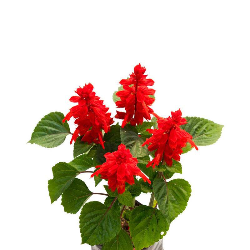 Salvia Roja